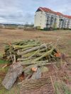 Nachgefragt: Waren Baumfällungen im Stadtteil Wörmlitz genehmigt?