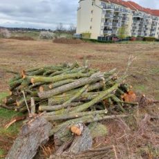 Nachgefragt: Waren Baumfällungen im Stadtteil Wörmlitz genehmigt?